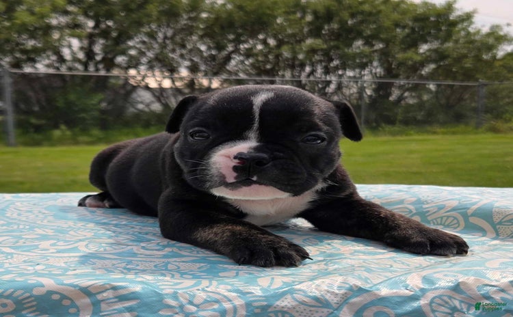 Olde English Bulldogge dogs for sale - Ad 2