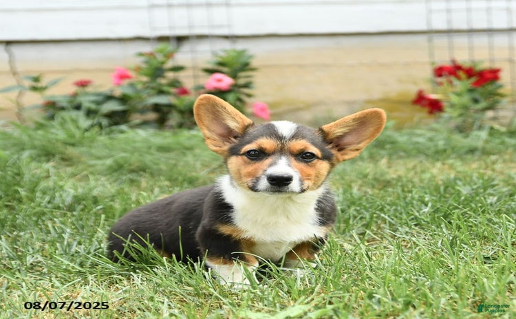 Welsh Corgi Pembroke dogs for sale - Ad 2