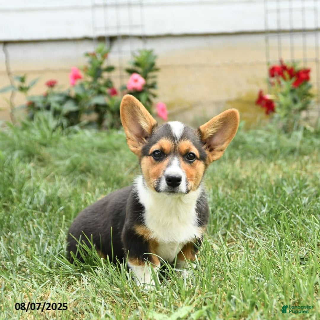 Welsh Corgi Pembroke dogs for sale: Phoenix - Image 1