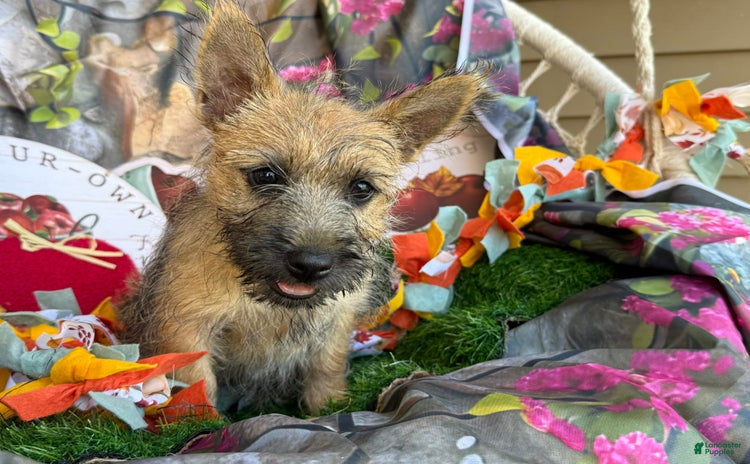 Cairn Terrier dogs for sale - Ad 4