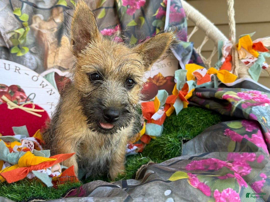 Cairn Terrier dogs for sale: Captain - Image 1