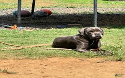 Cane Corso dogs for sale: Madam - Image 3