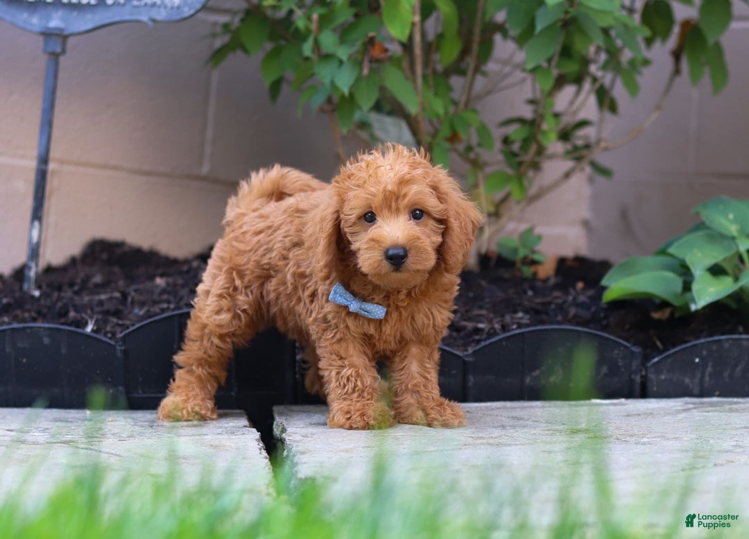 Schnoodle dogs for sale: Timmy - Image 2
