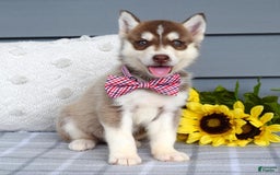 Siberian Husky dogs for sale: Cooper - Image 8