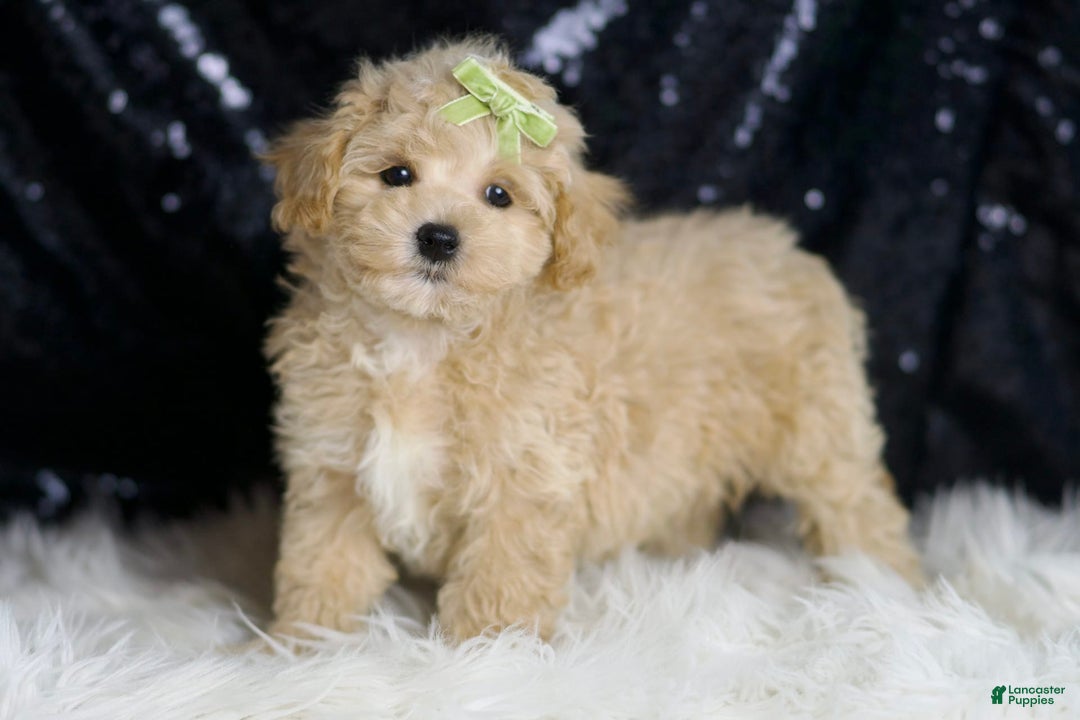 Maltipoo dogs for sale: Muffin - Image 6