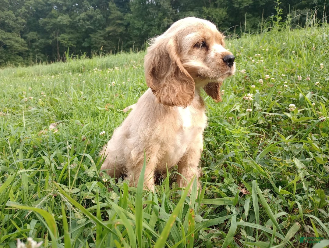 Cocker Spaniel dogs for sale: Tinka - Image 7