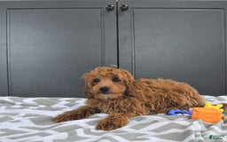 Mini Goldendoodle dogs for sale: Milo - Image 4