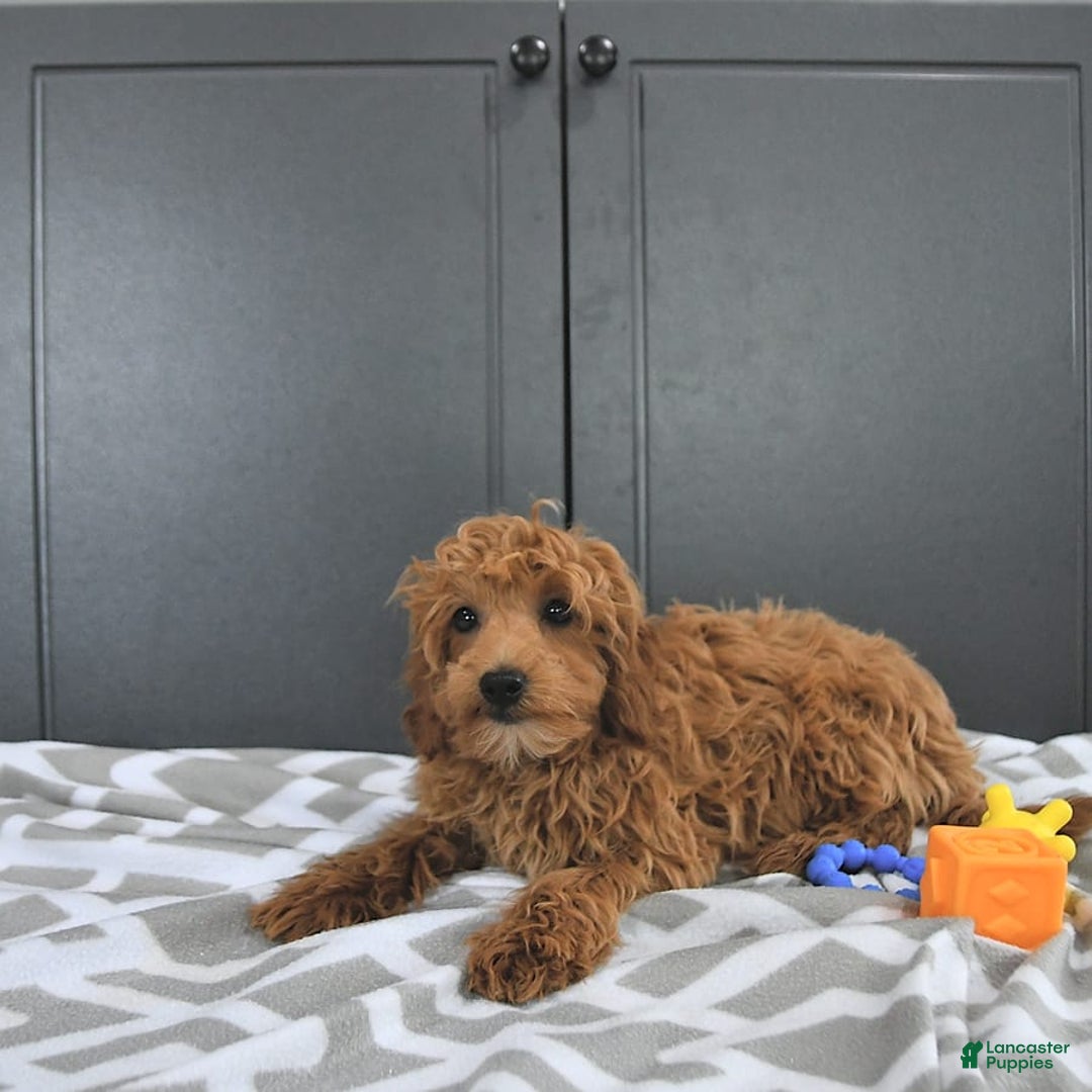 Mini Goldendoodle dogs for sale: Milo - Image 4