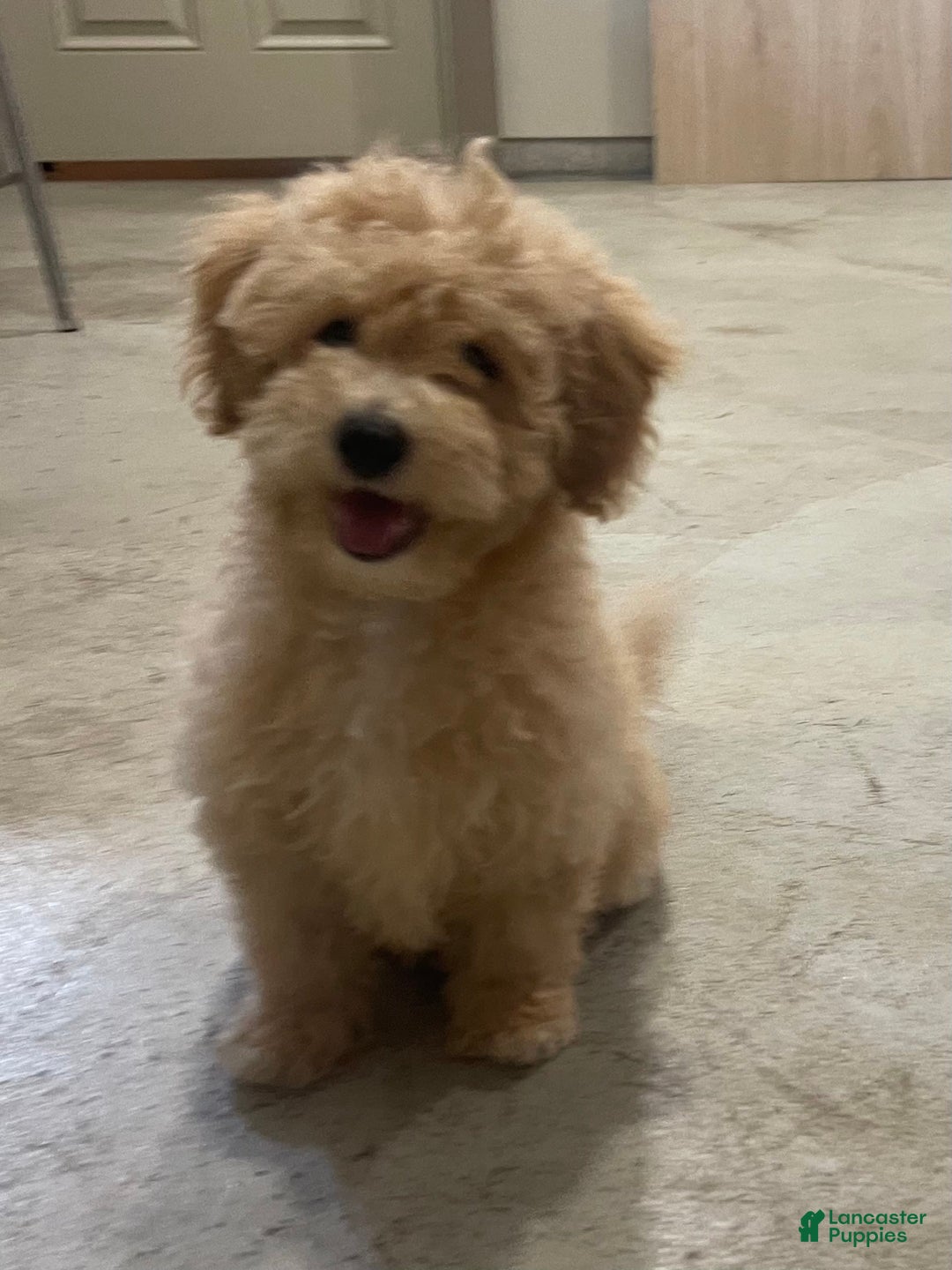 Bichpoo dogs for sale: Cassie - Image 5