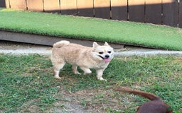 Pomeranian dogs for sale: Giovanna - Image 7