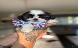 Shih Tzu dogs for sale: Joey - Image 2