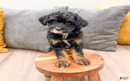 Yorkiepoo dogs for sale: Murphy - Image 4