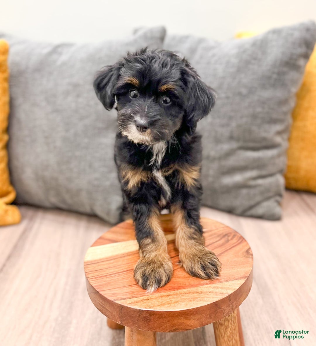 Yorkiepoo dogs for sale: Murphy - Image 4