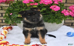 German Shepherd dogs for sale: Hope - Image 4