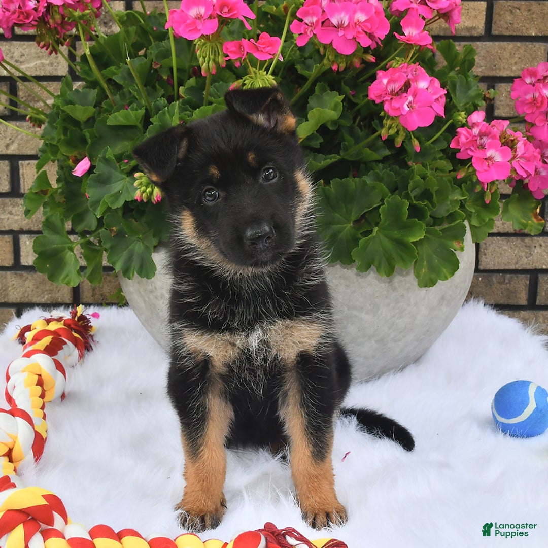 German Shepherd dogs for sale: Hope - Image 4