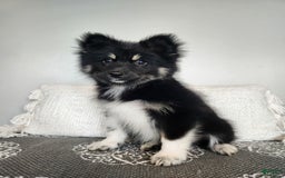 Pomsky dogs for sale: Birdie - Image 3