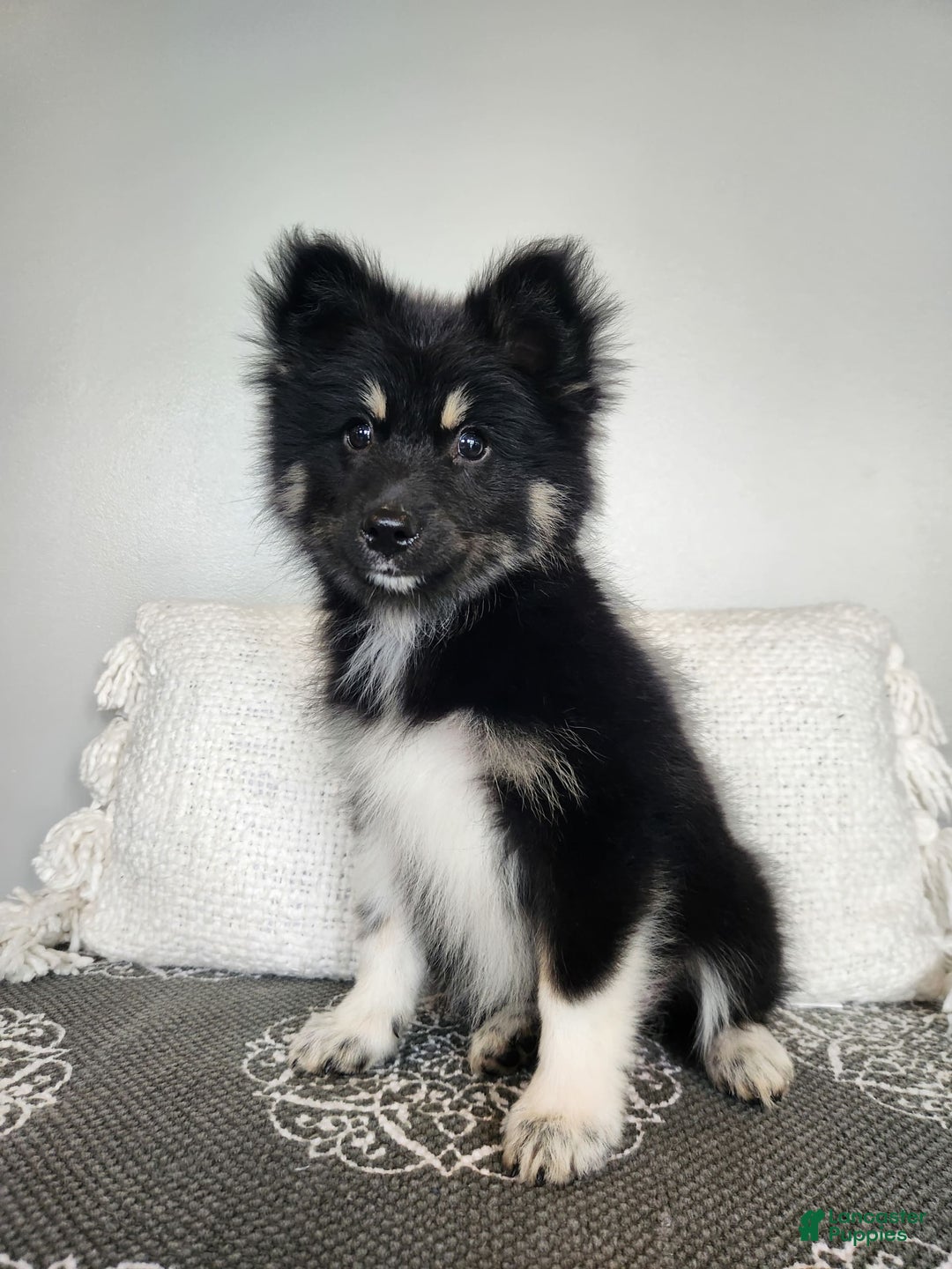 Pomsky dogs for sale: Birdie - Image 3