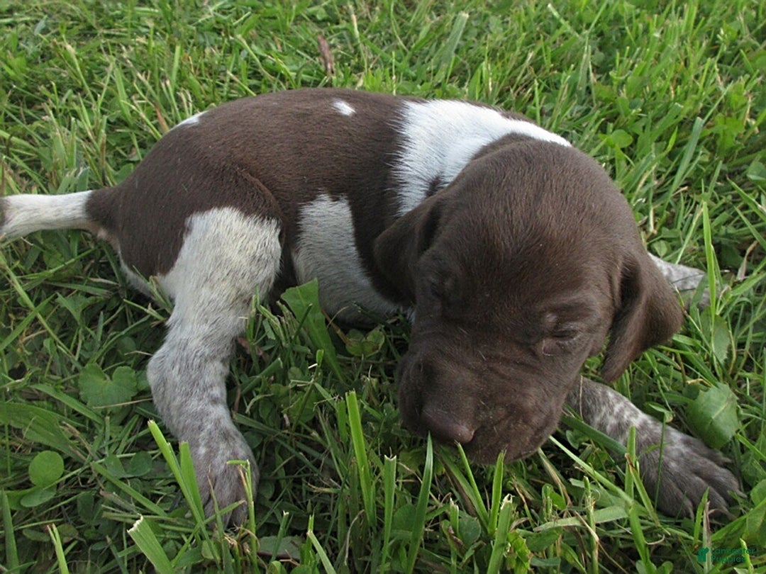 German Shorthaired Pointer dogs for sale: Chad - Image 1
