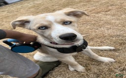 Goberian dogs for sale: Nova - Image 2