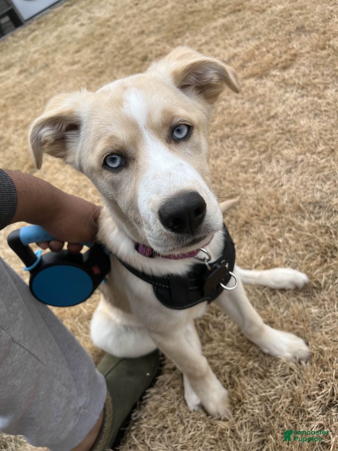 Goberian dogs for sale: Nova - Image 2