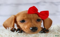 Miniature Dachshund dogs for sale: Nick - Image 7