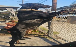 Doberman Pinscher dogs for sale: Melanistic 2 - Image 1