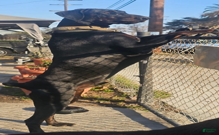 Doberman Pinscher dogs for sale - Ad 3