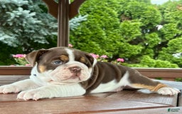 English Bulldog dogs for sale: Gisele - Image 11