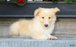 Collie dogs for sale: Perry - Image 6