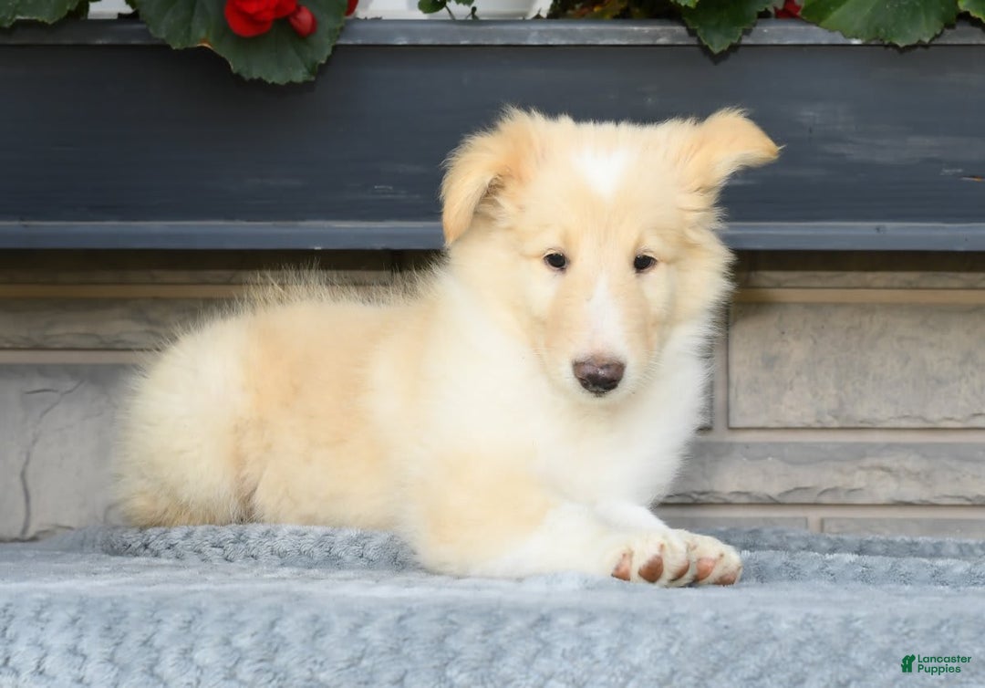 Collie dogs for sale: Perry - Image 6