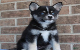 Pomsky dogs for sale: Anakin - Image 2