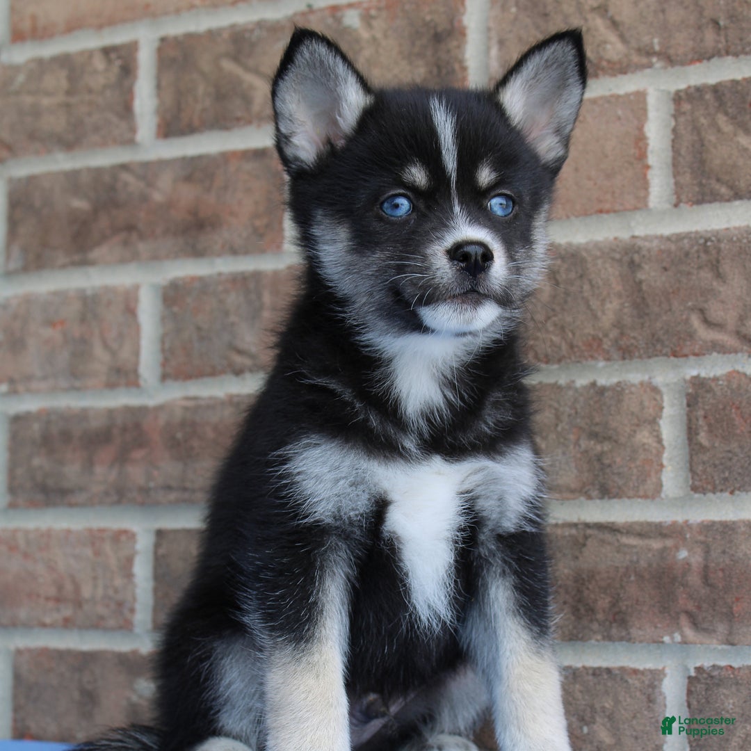 Pomsky dogs for sale: Anakin - Image 2