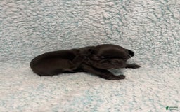 French Bulldog dogs for sale: Max - Image 6