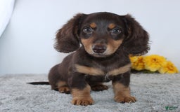 Miniature Dachshund dogs for sale: Uriah - Image 3