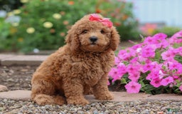 Mini Goldendoodle dogs for sale: Marble - Image 1