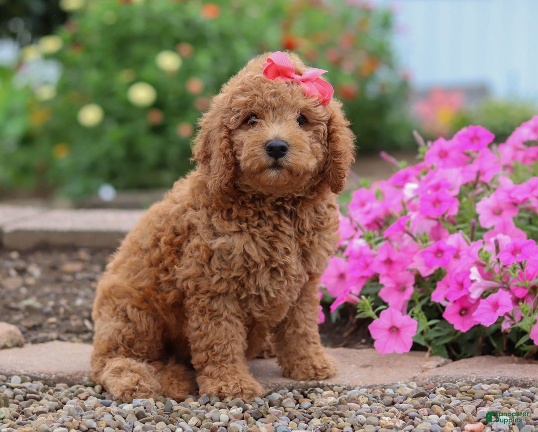 Mini Goldendoodle dogs for sale: Marble - Image 1