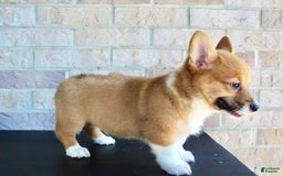 Welsh Corgi Pembroke dogs for sale: Buddy - Image 1