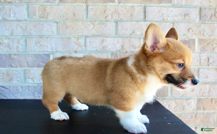 Welsh Corgi Pembroke dogs for sale - Ad 3
