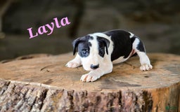 Great Dane dogs for sale: Layla - Image 1