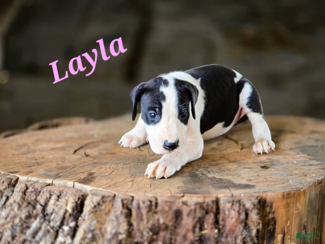 Great Dane dogs for sale: Layla - Image 1