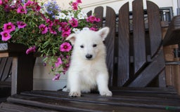German Shepherd dogs for sale: Jordan - Image 3