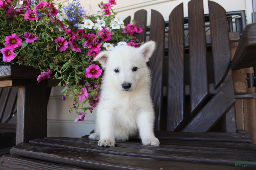 German Shepherd dogs for sale: Jordan - Image 3