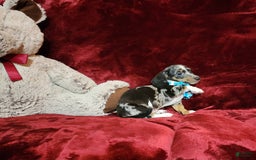 Miniature Dachshund dogs for sale: REMY - Image 4