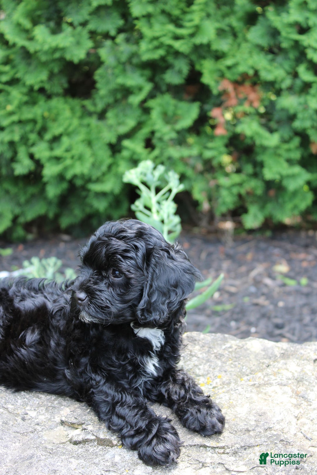 Cavapoo dogs for sale: Sela - Image 6