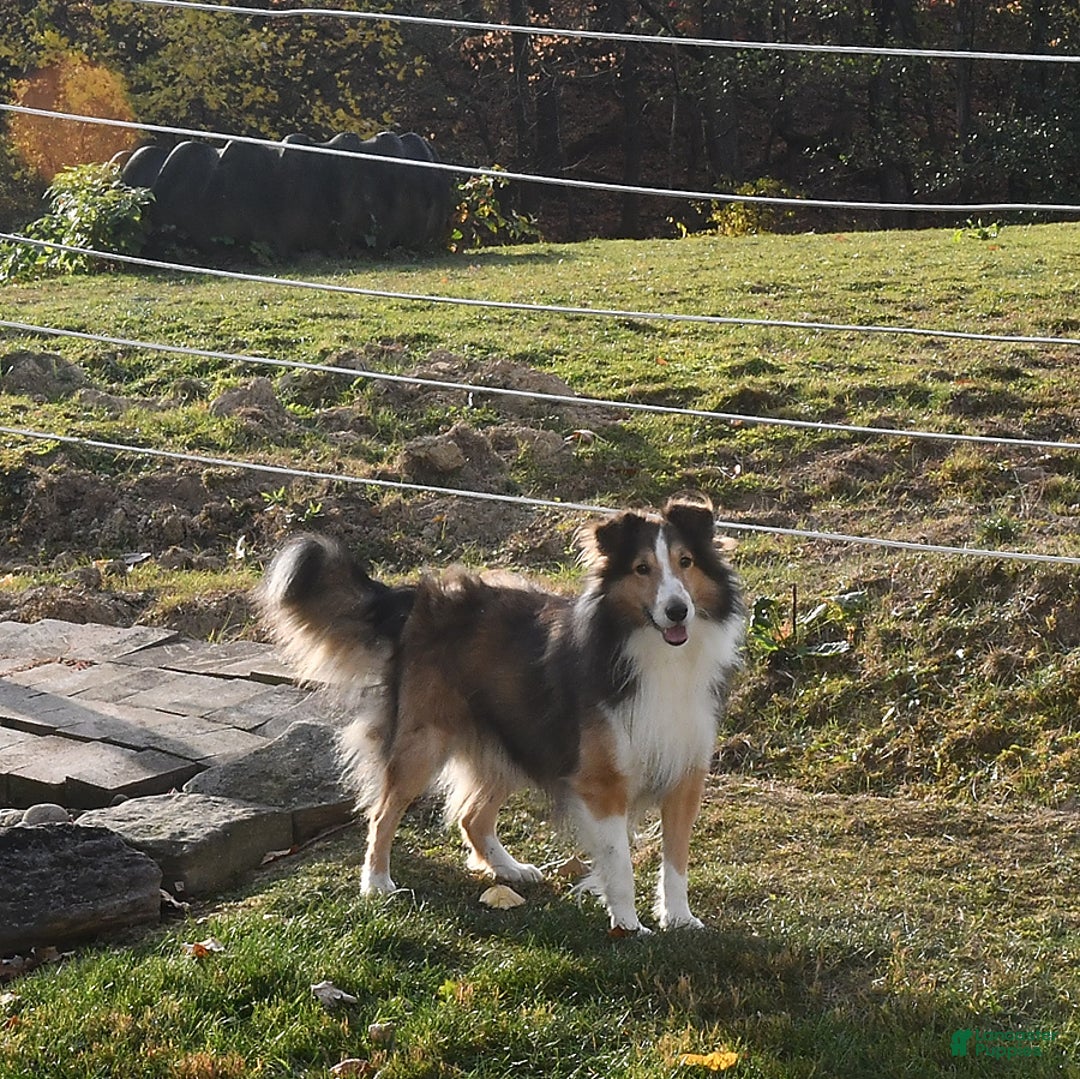 Shetland Sheepdog dogs for sale: Buddy - Image 12