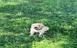 Golden Retriever dogs for sale: Black - Image 2