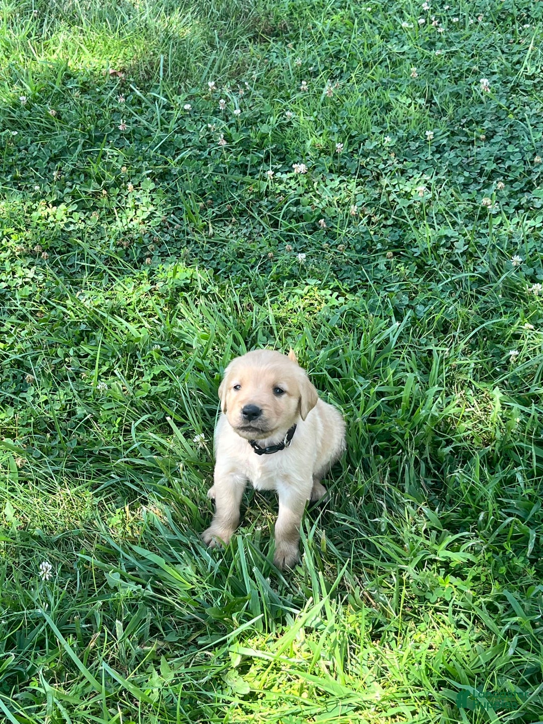 Golden Retriever dogs for sale: Black - Image 2