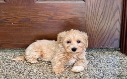 Maltipoo dogs for sale: Darling - Image 12