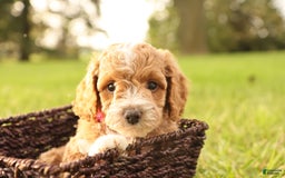 Mini Goldendoodle dogs for sale: Lily - Image 11