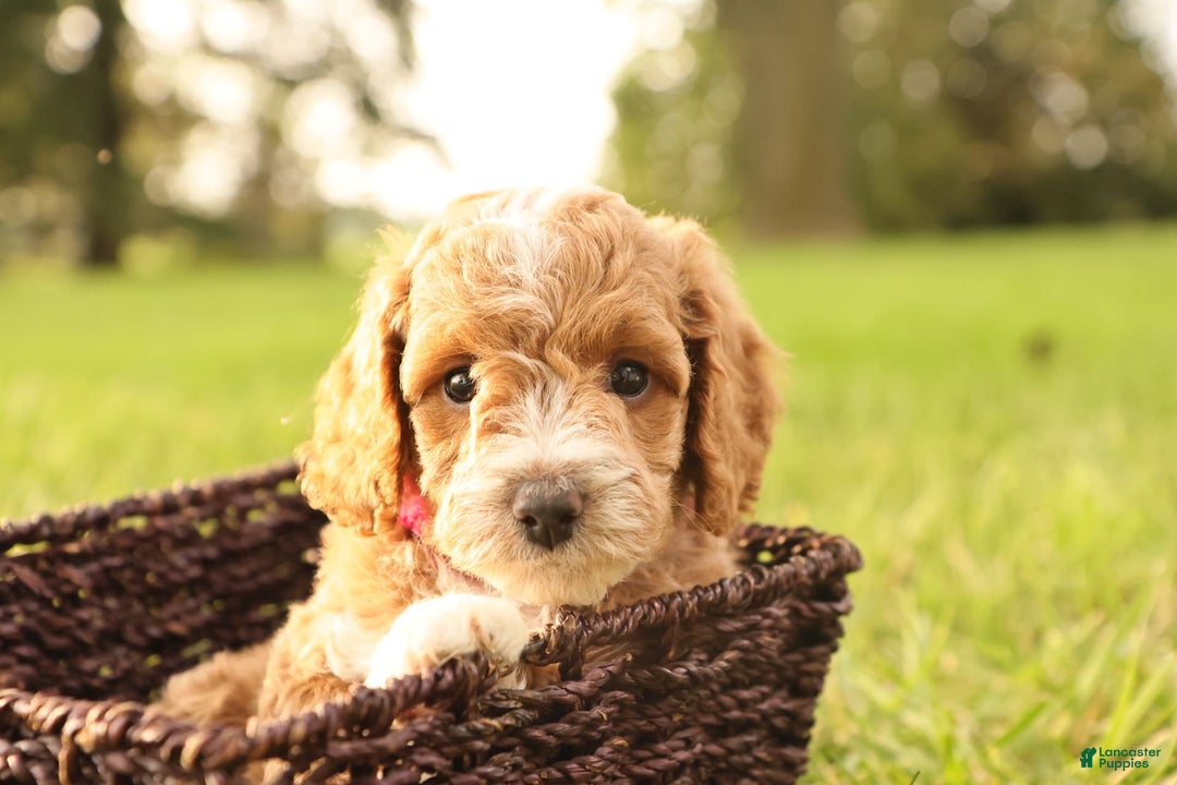 Mini Goldendoodle dogs for sale: Lily - Image 11
